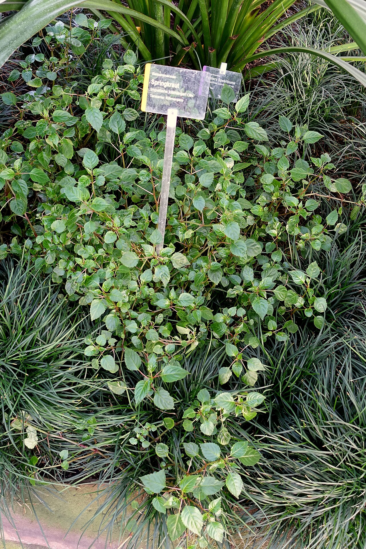 Impatiens kilimanjari: Botanical specimen in Wilhelma Zoo - Stuttgart, Germany.