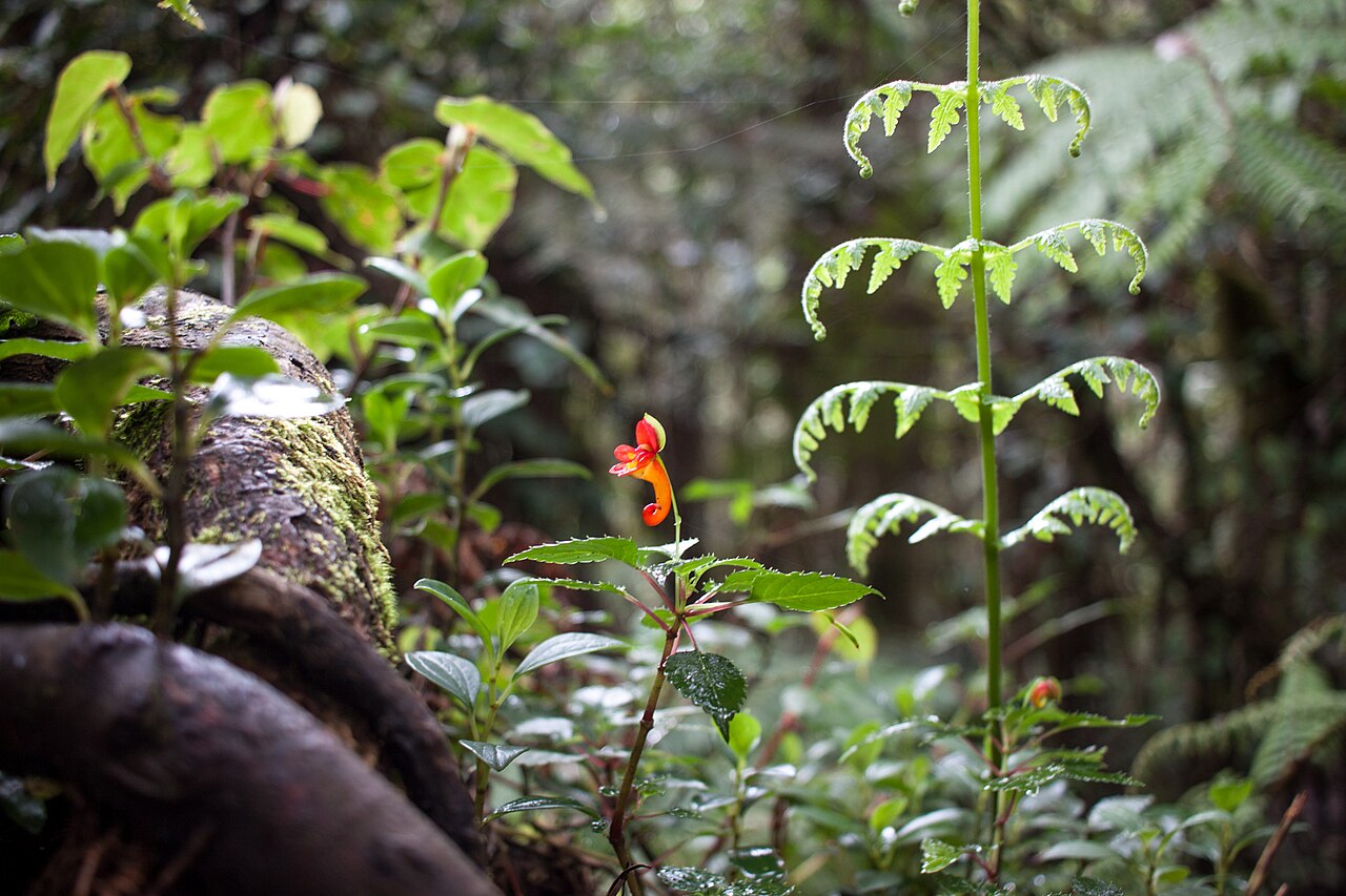 Impatiens kilimanjari: Picture of Impatiens Kilimanjari in the rainforest of Kilimanjaro.