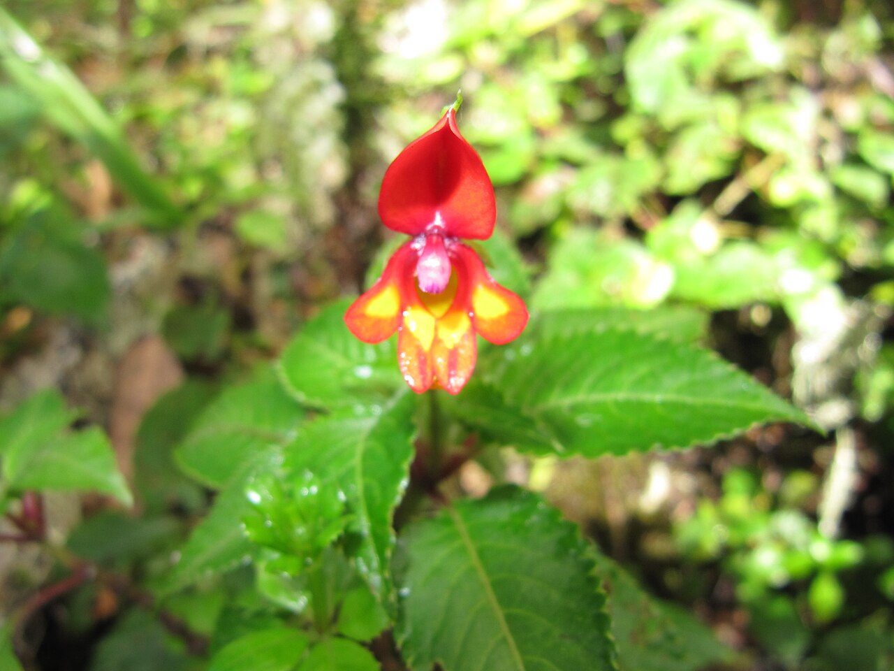 Impatiens kilimanjari: Impatiens kilimanjari in the rainforest of Kilimanjaro