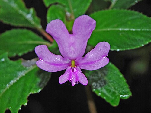 Impatiens kinabaluensis: Impatiens kinabaluensis - [Kinabalu National Park], Mt. Kinabalu , Borneo