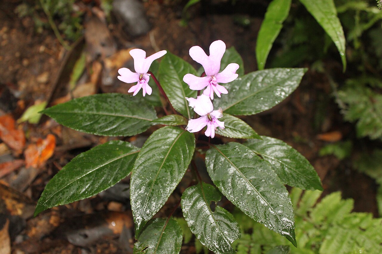 Impatiens kinabaluensis: A flowering specimen of the endemic species Impatiens kinabaluensis on Mount Kinabalu, Malaysian Borneo.