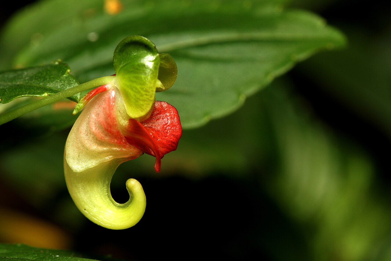Impatiens kulamavuensis: Impatiens viridiflora