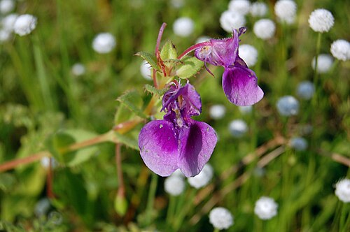 Impatiens lawii: Impatiens lawii'