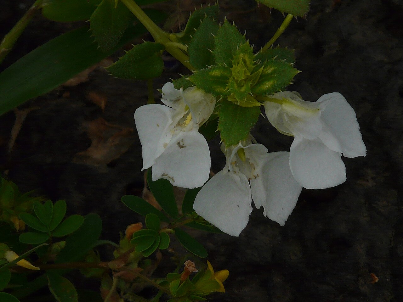 Impatiens lawii: Balsaminaceae (balsam family) » Impatiens lawii Hook.f. & Thomson im-PAY-shuns -- impatient; referring to the seed pod's habit of bursting open ... Dave's Botan