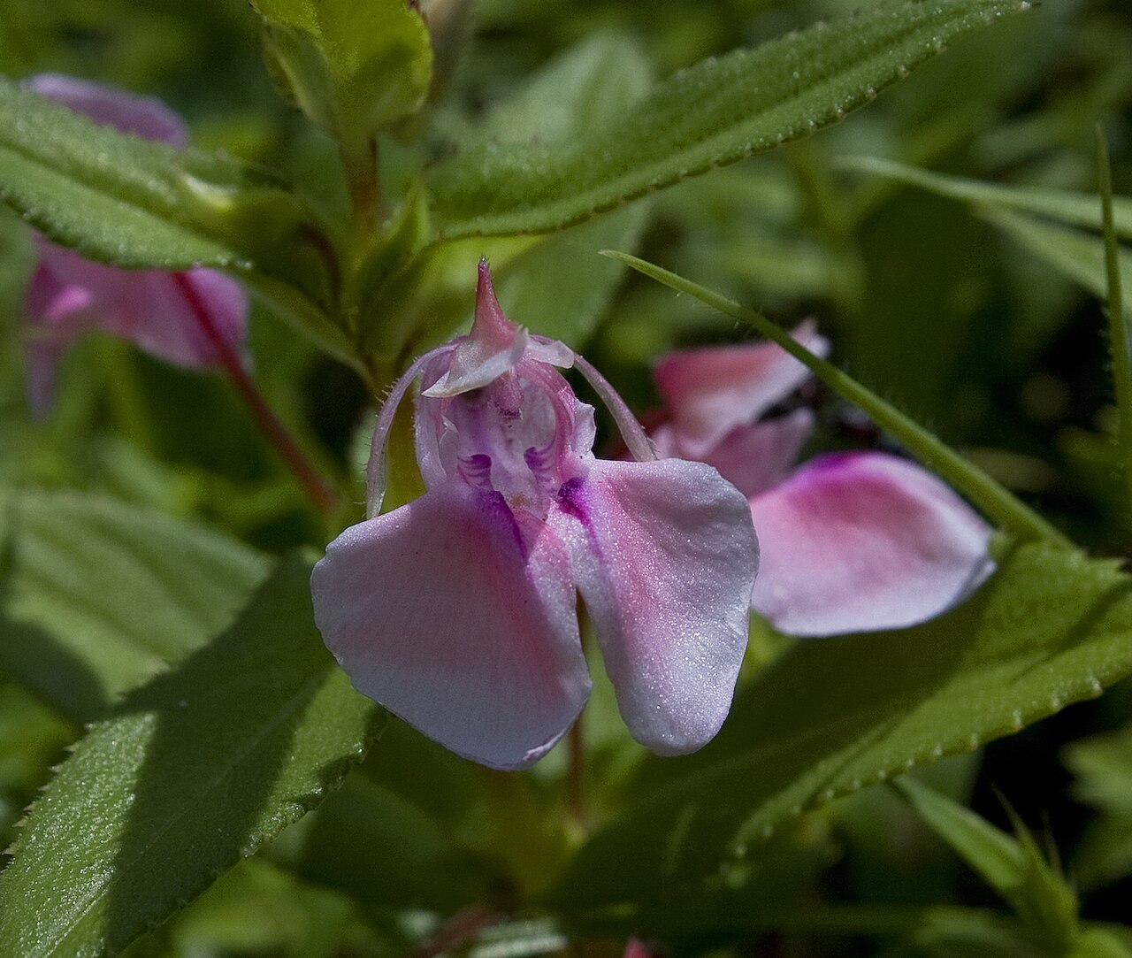 Impatiens lawii: Impatiens Lawii is native to peninsular India, its common name is Law's Balsam. Law's Balsam is an annual herb, 10-30 cm tall.