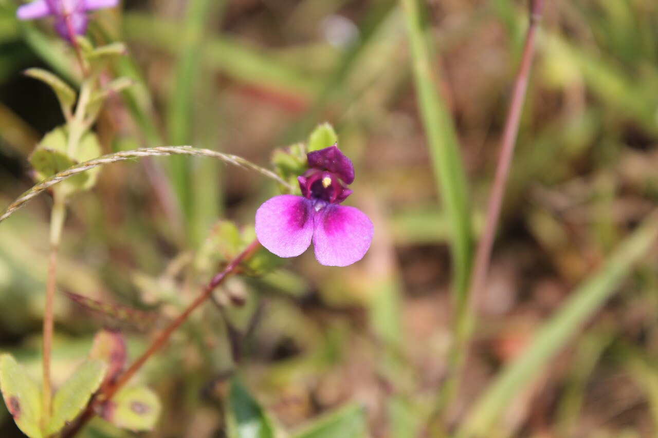 Impatiens lawii: Impatiens Lawii