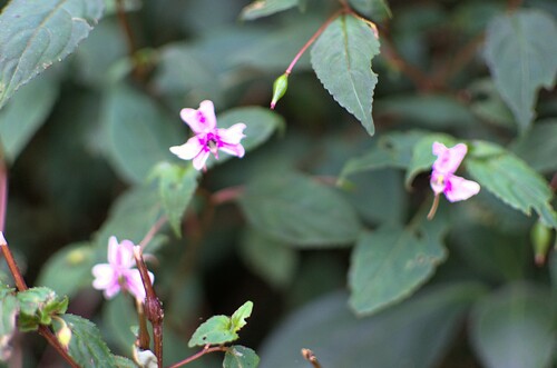 Impatiens leptopoda (Impatiens leptopoda)