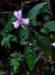 Impatiens leptopoda (Impatiens leptopoda)