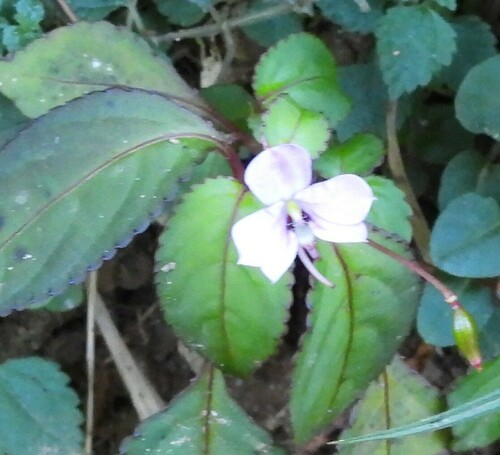 Impatiens leptopoda (Impatiens leptopoda)