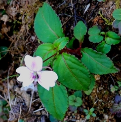 Impatiens leptopoda (Impatiens leptopoda)