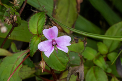 Impatiens leptopoda (Impatiens leptopoda)