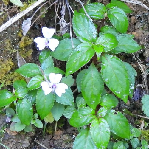 Impatiens leptopoda (Impatiens leptopoda)