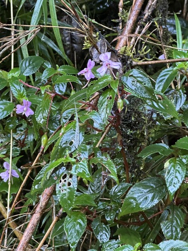Impatiens leptopoda (Impatiens leptopoda)