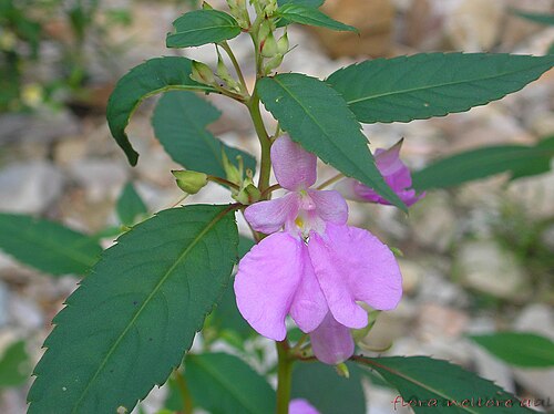 Impatiens leschenaultii: Family: Balsaminaceae A rare plant found in rocky areas in Eastren ghats.