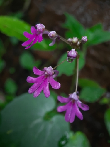 Impatiens levingei (Impatiens levingei)