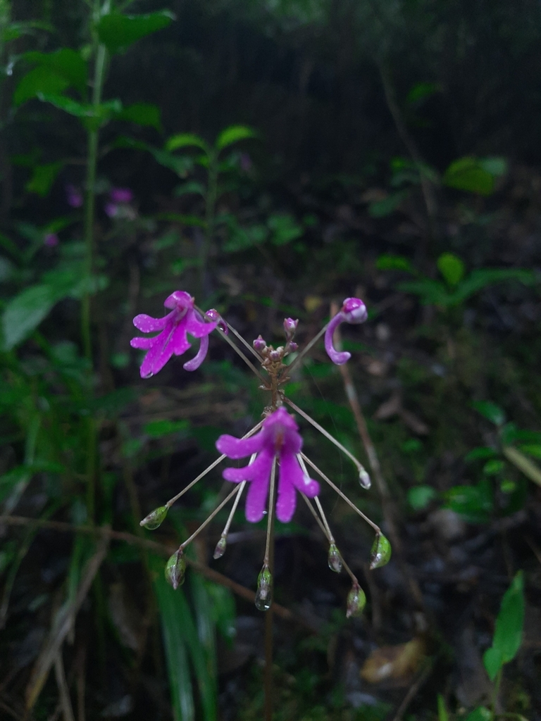 Impatiens levingei (Impatiens levingei)