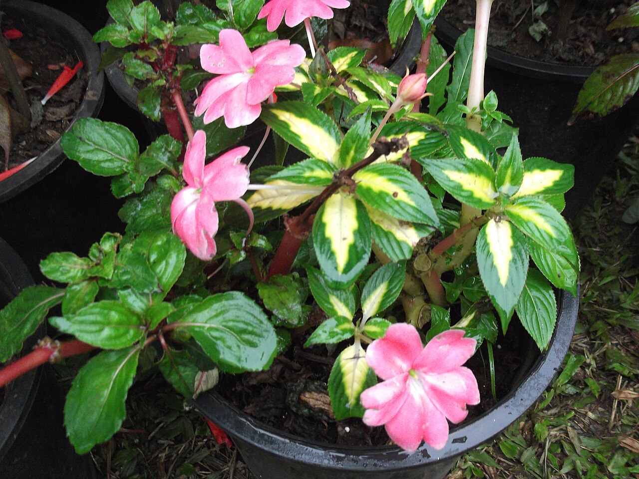 Impatiens linearifolia: Leaves yellow center and dark green outer,rosy flower.