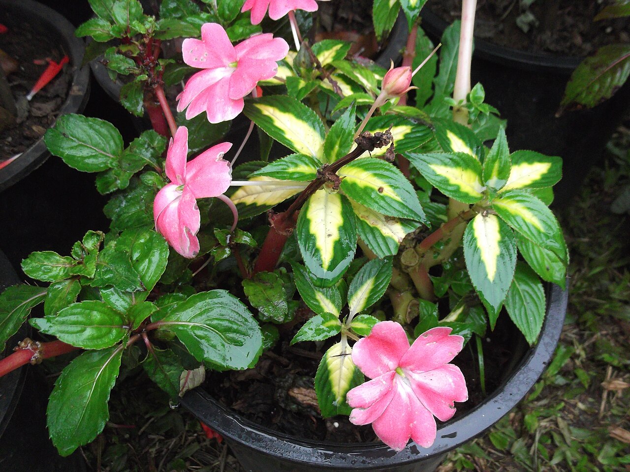 Impatiens linearifolia: Leaves yellow center and dark green outer,rosy flower.