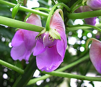 Impatiens mackeyana: Likely of western African origin, but mainly a tropical garden item. San Francisco Conservatory.