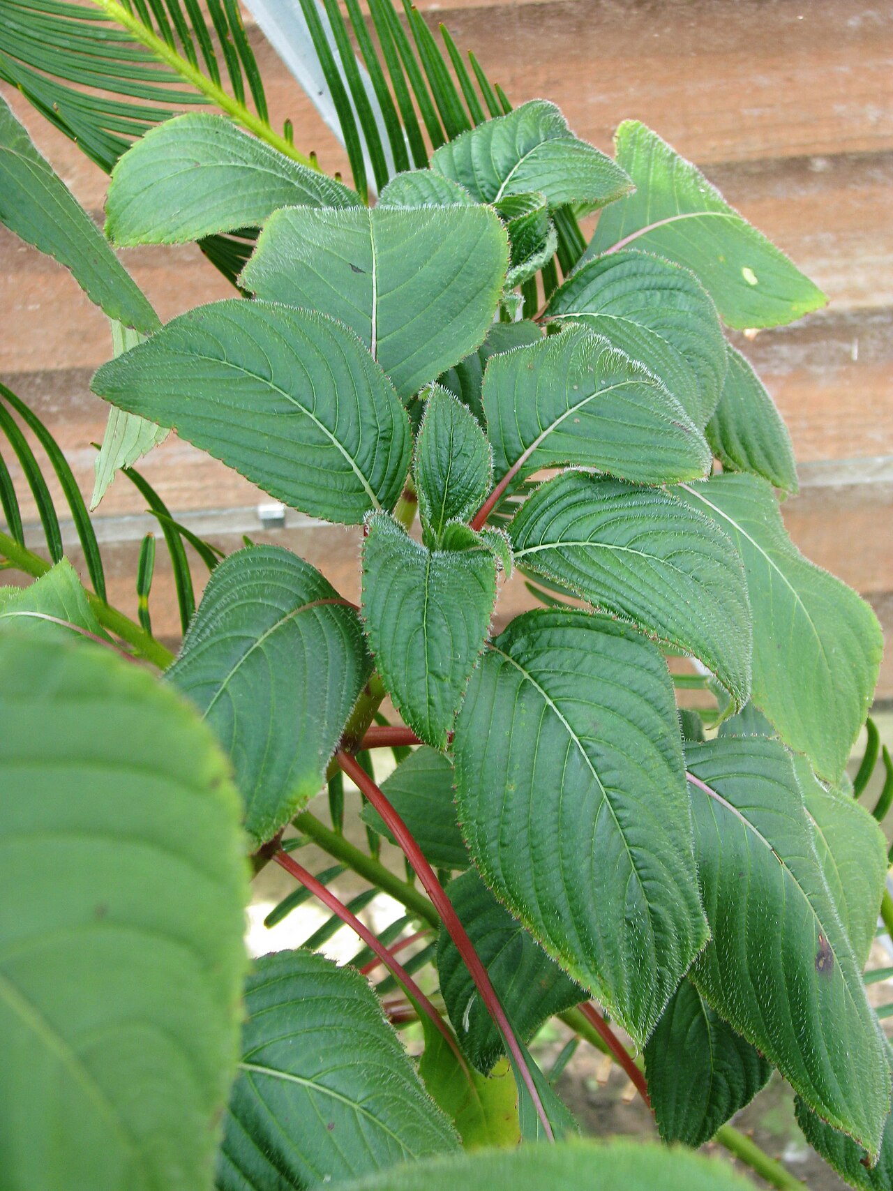 Impatiens macrophylla: Big leaves, minuscule flowers