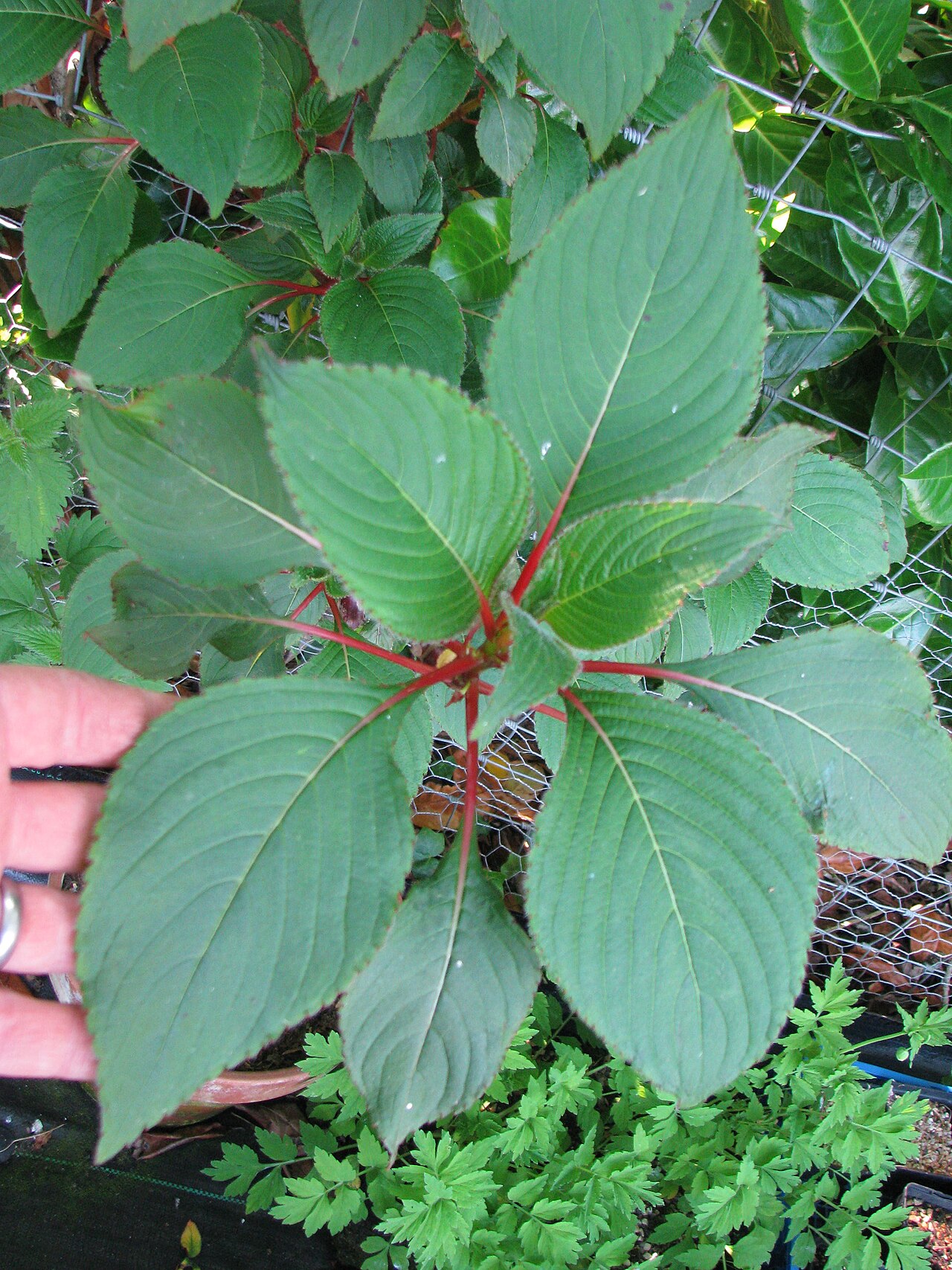 Impatiens macrophylla: Getting good...