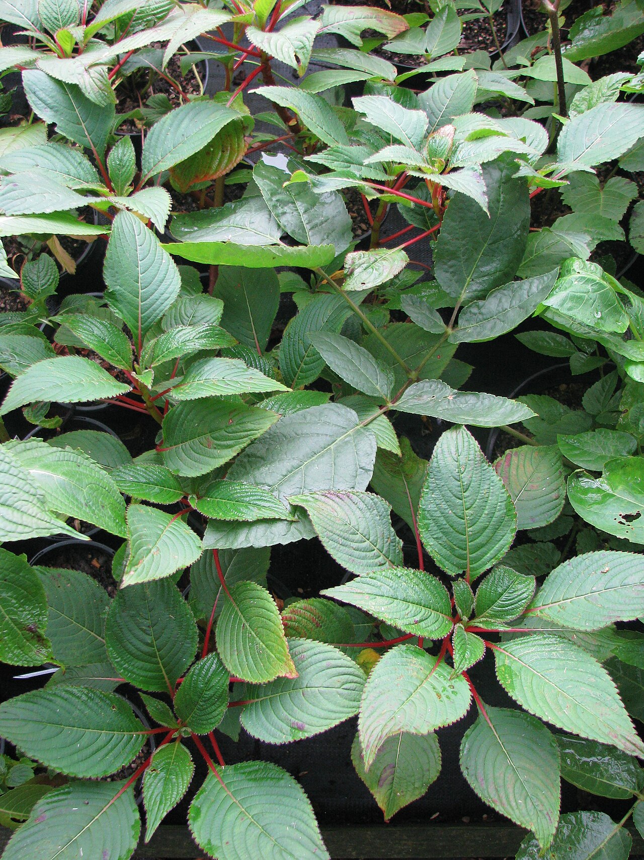 Impatiens macrophylla: Impatiens macrophylla