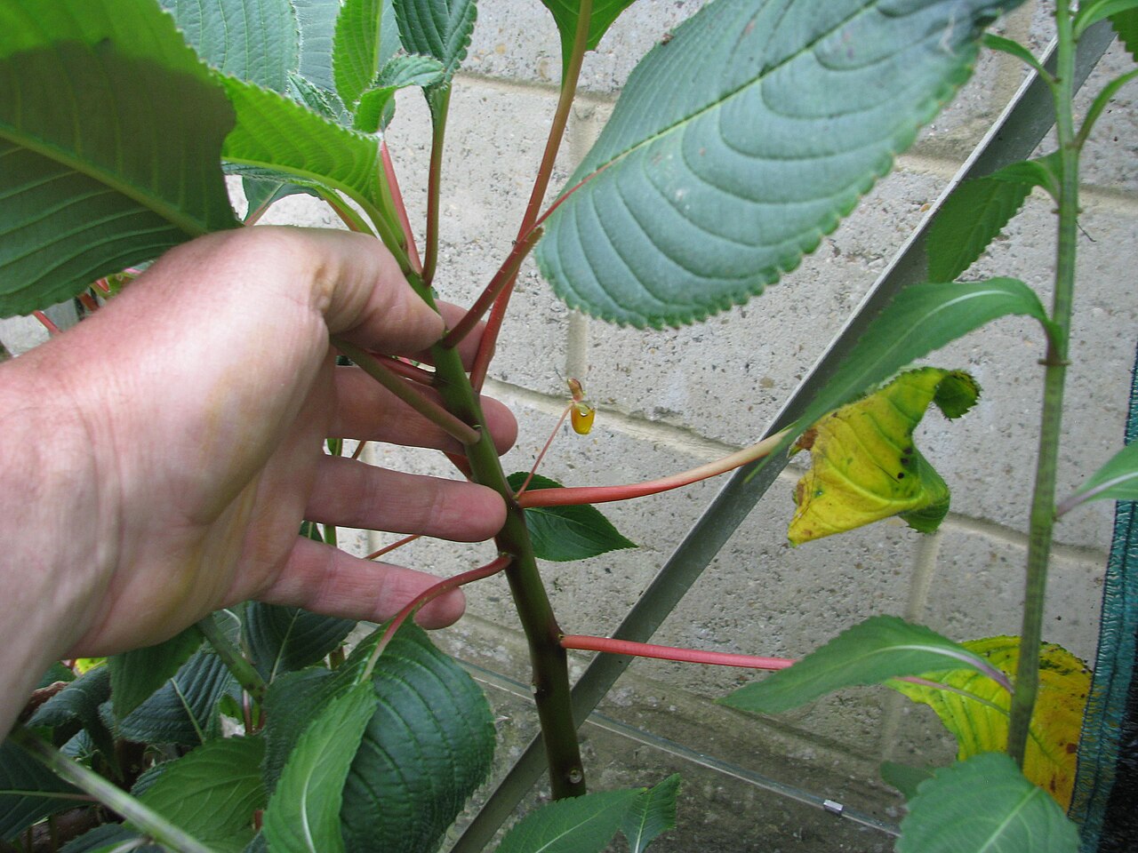 Impatiens macrophylla: Unimpressive flowers. It's mainly a foliage plant...