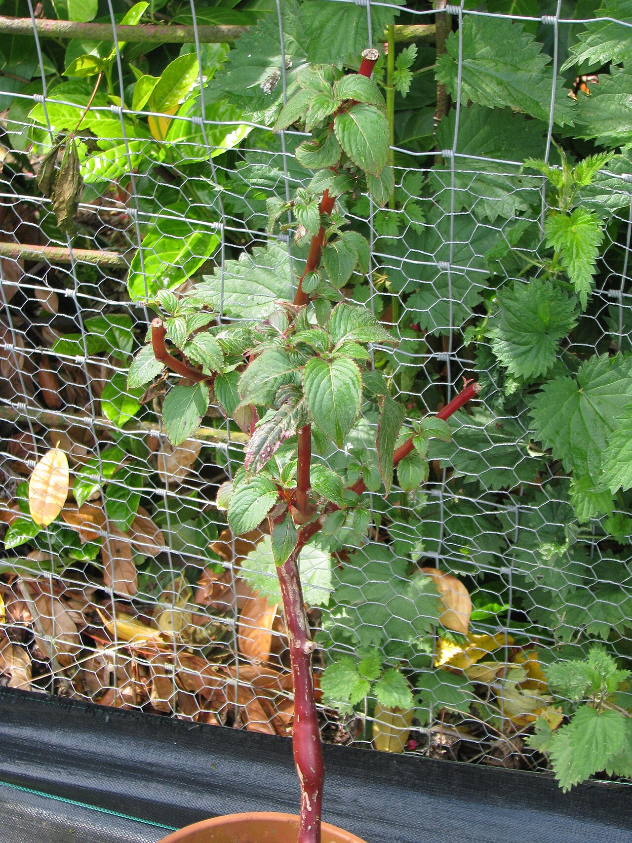 Impatiens macrophylla: From Crug this last winter. The leaves could get as much as 12ins long with small vivid red flowers on the stem (check out www.strangewonderfulthings.com/252.ht