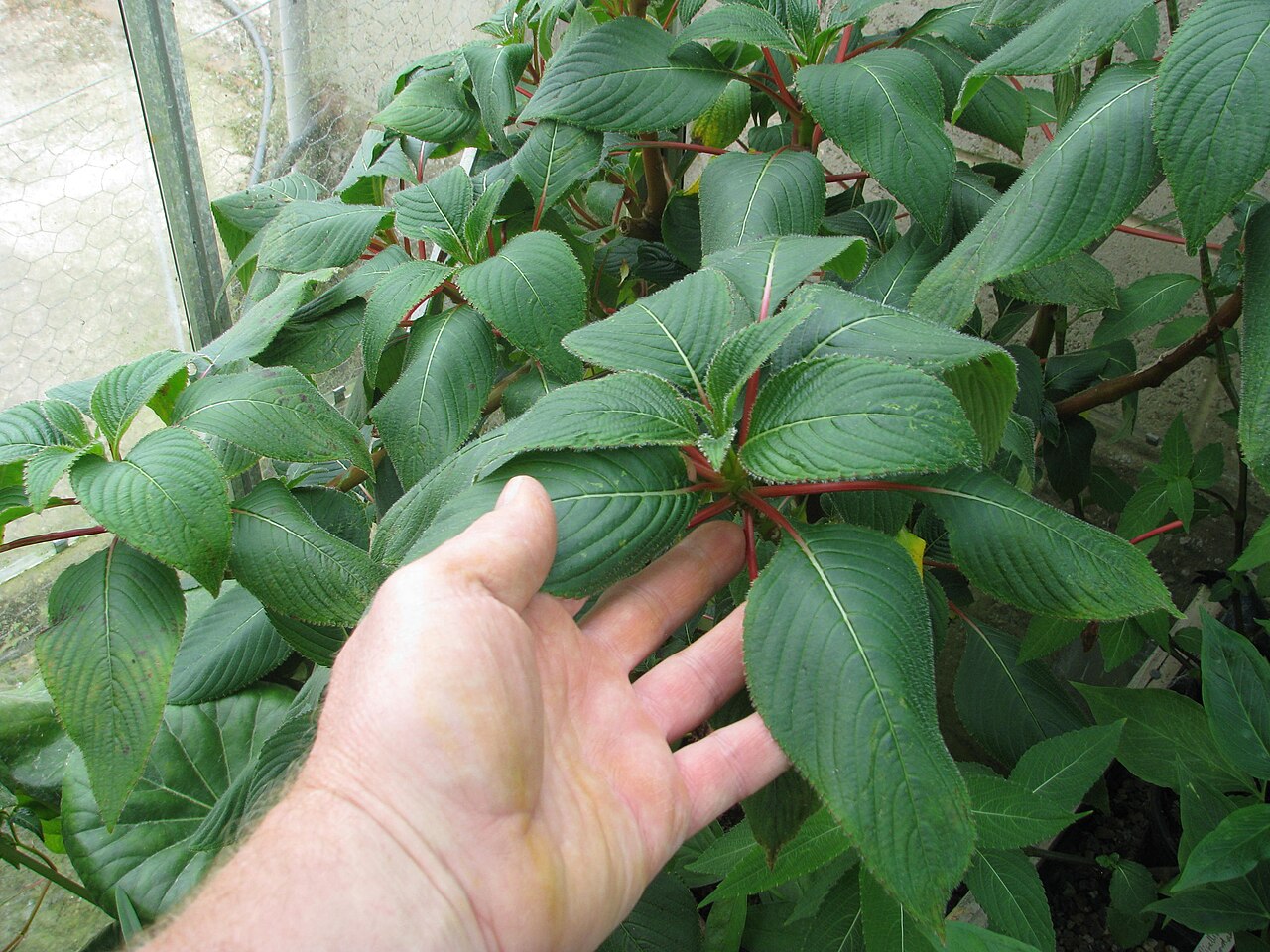 Impatiens macrophylla: Nice leaves