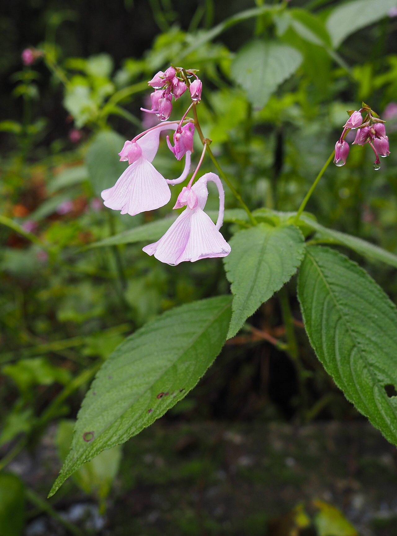 Impatiens maculata: Impatiens maculata from Valparai