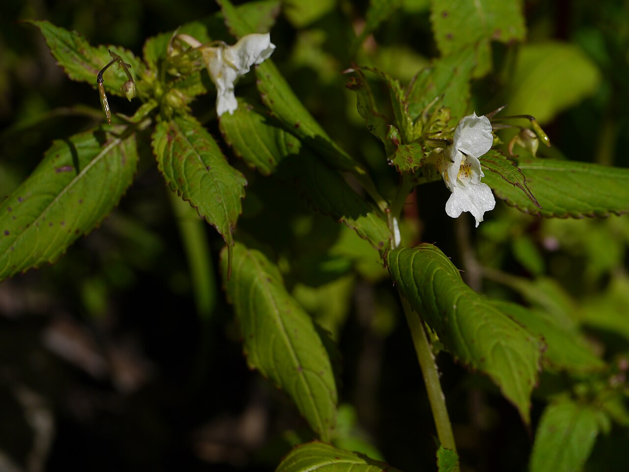 Meebold's balsam: Impatiens meeboldii / ?