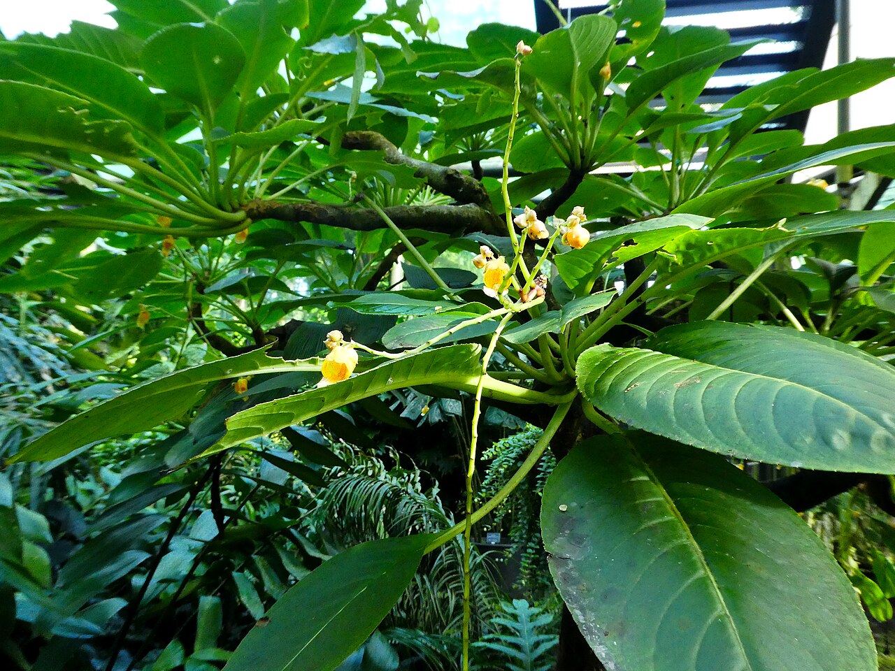 Impatiens mirabilis: Impatiens mirabilis flowering at Cairns Botanic Gardens, May 2024