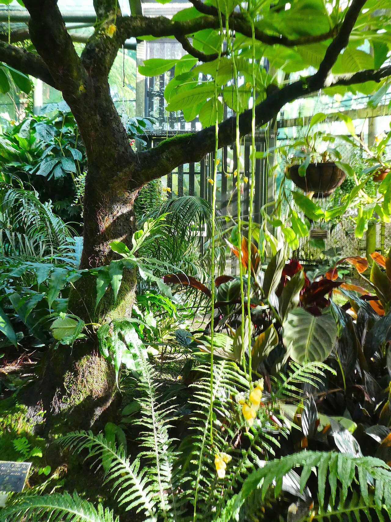 Impatiens mirabilis: Impatiens mirabilis flowering at Cairns Botanic Gardens, May 2024