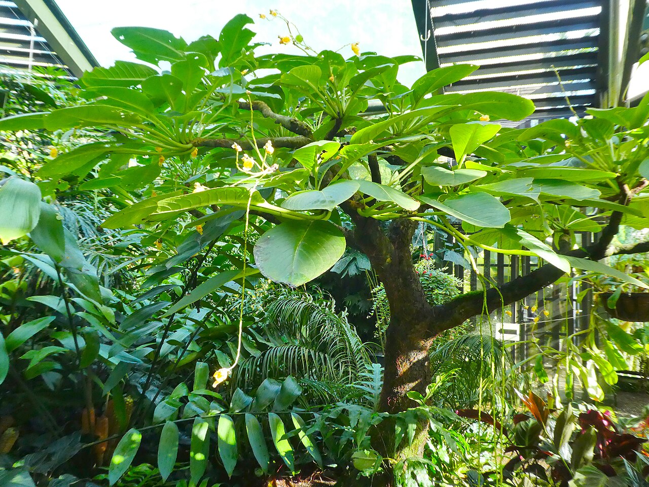 Impatiens mirabilis: Impatiens mirabilis flowering at Cairns Botanic Gardens, May 2024
