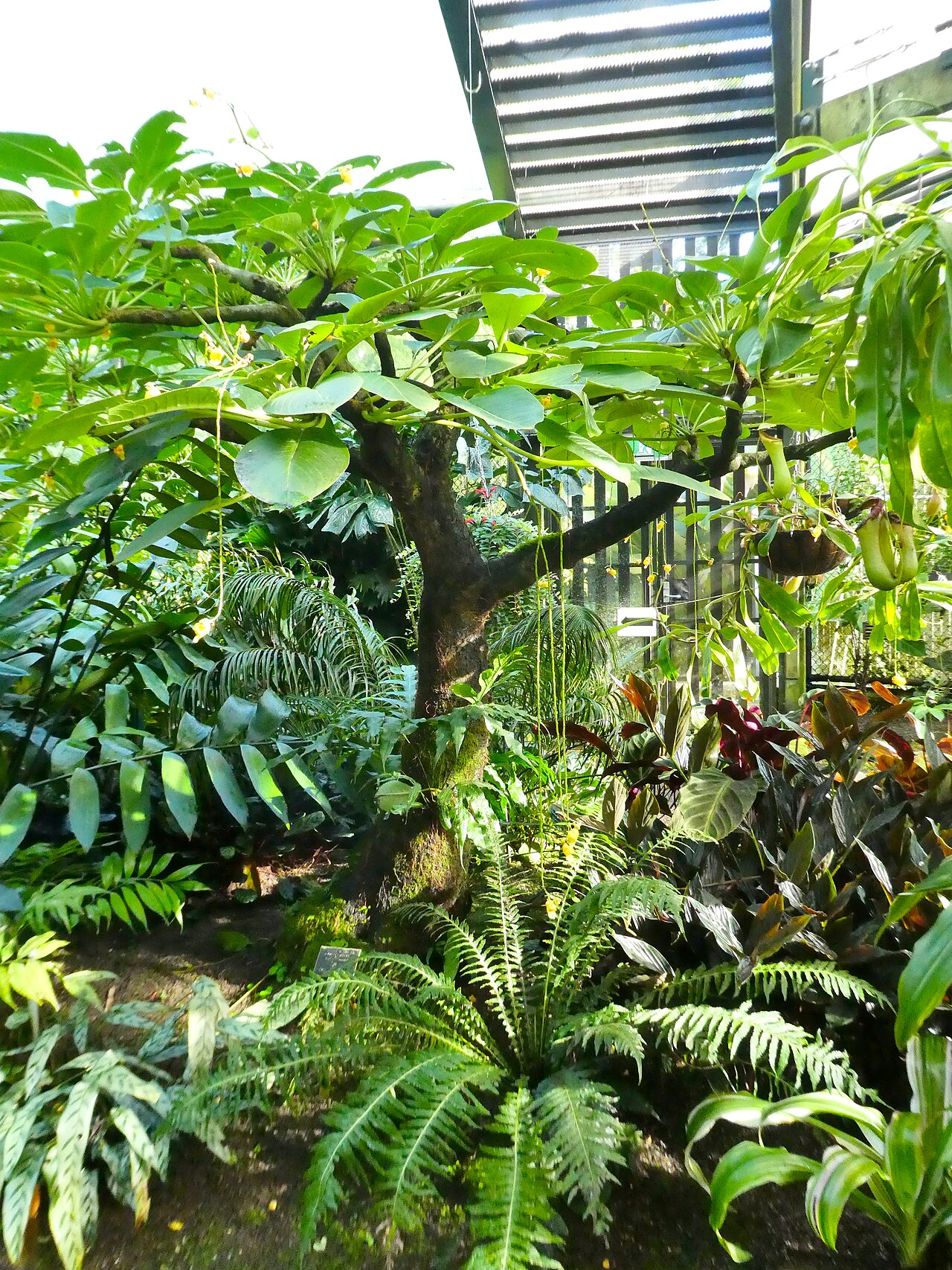 Impatiens mirabilis: Impatiens mirabilis flowering at Cairns Botanic Gardens, May 2024