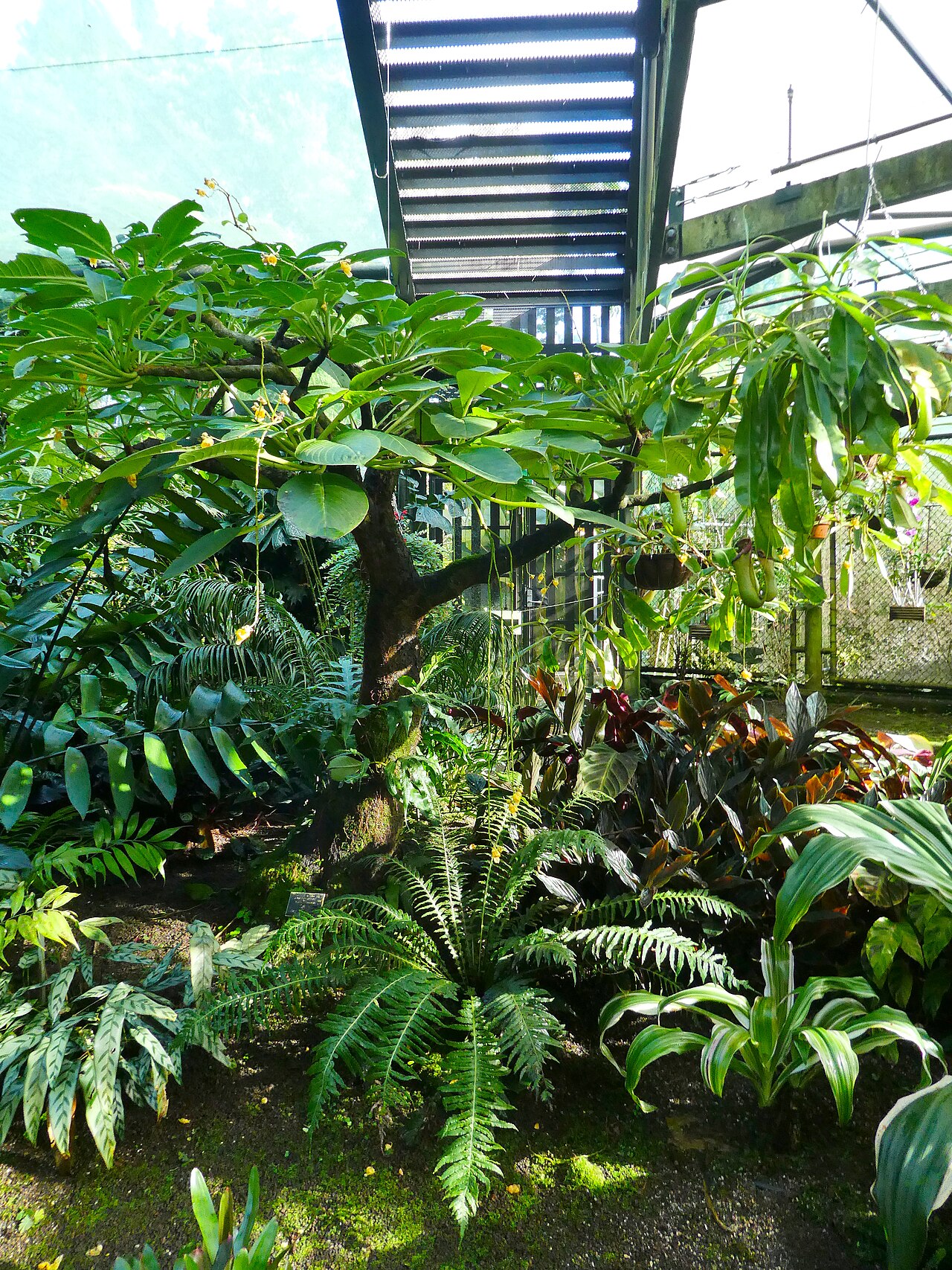 Impatiens mirabilis: Impatiens mirabilis flowering at Cairns Botanic Gardens, May 2024