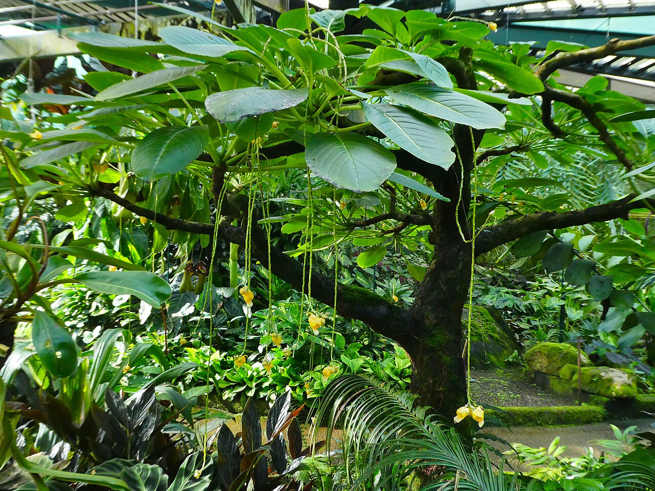 Impatiens mirabilis: Impatiens mirabilis flowering at Cairns Botanic Gardens, May 2024