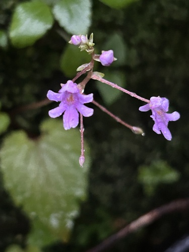 Impatiens modesta (Impatiens modesta)