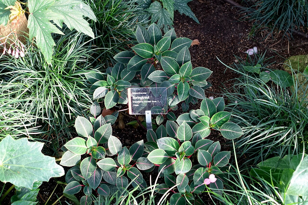 Impatiens morsei: Botanical specimen in Wilhelma Zoo - Stuttgart, Germany.