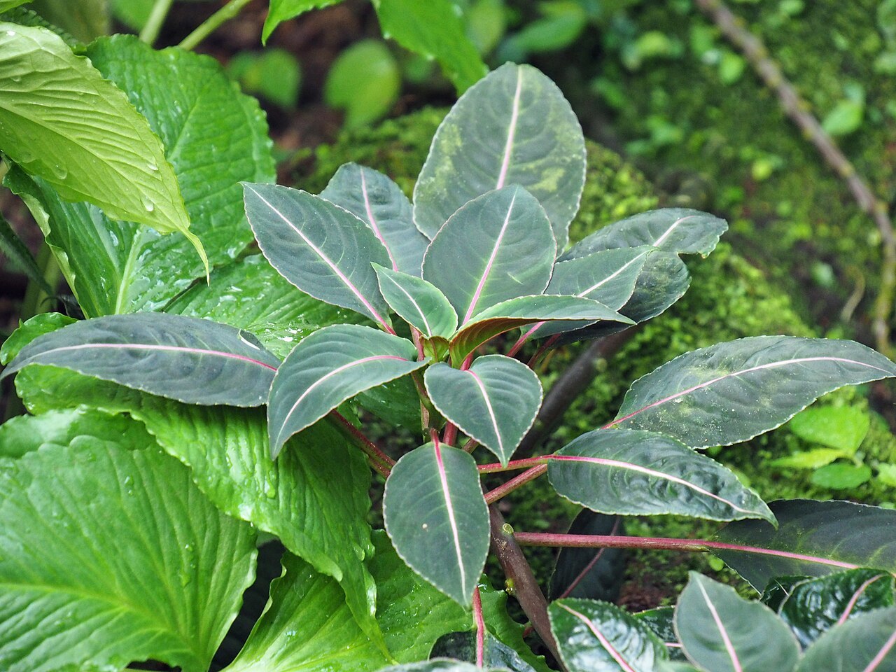 Impatiens morsei: Impatiens morsei