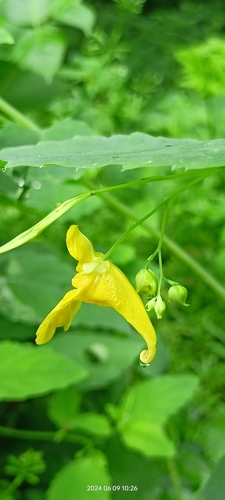 Jewelweed (Impatiens noli-tangere)
