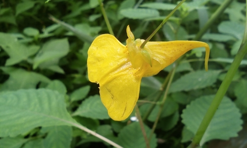 Jewelweed (Impatiens noli-tangere)