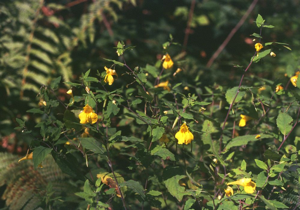 Jewelweed: Großes Springkraut ( Impatiens noli-tangere ), Springkrautgewächse (Balsaminaceae) - Slowakei/Slovensko/Slovakia: Banskobystrický kraj, Okres Brezno, bei Beňuš
