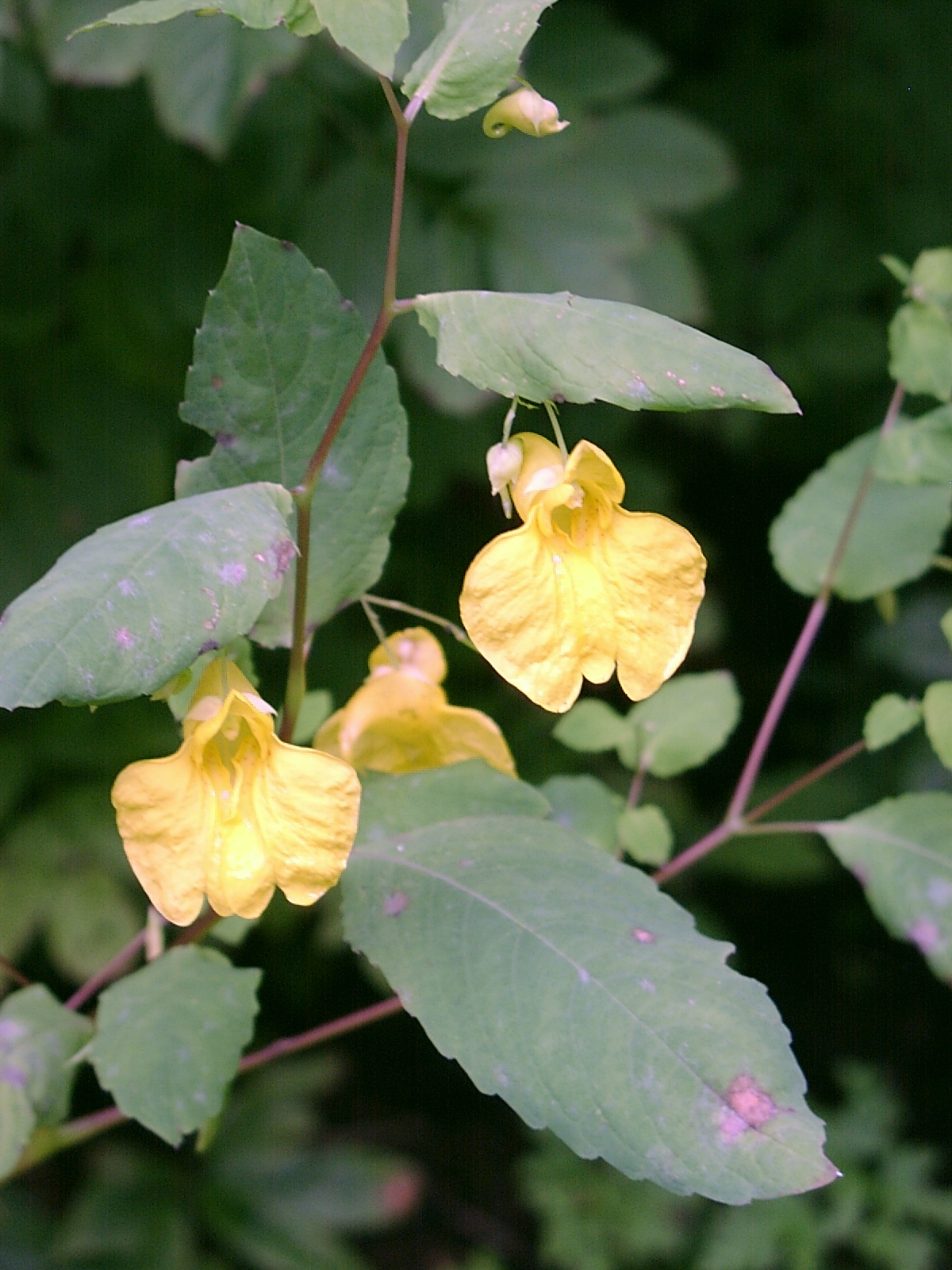 Jewelweed: Großes Springkraut