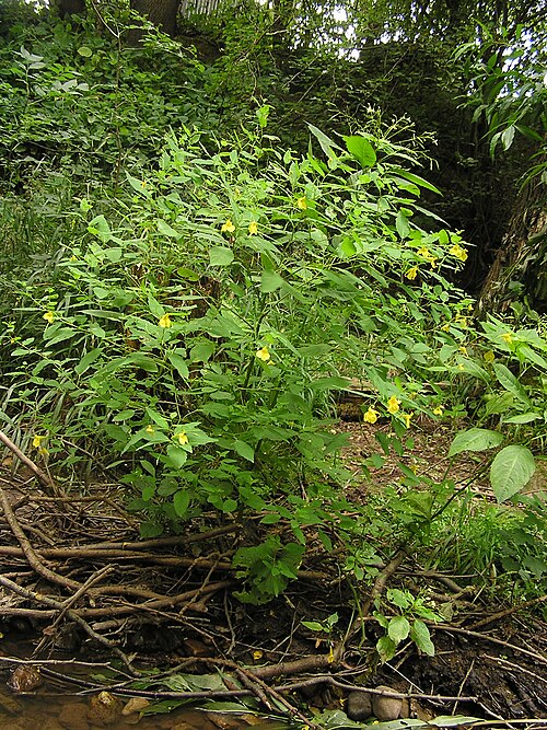 Jewelweed: Touch-me-not Balsam , together with Impatiens parviflora
