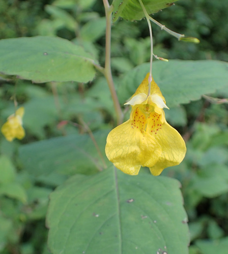Jewelweed (Impatiens noli-tangere)