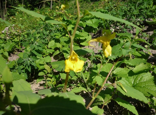 Jewelweed (Impatiens noli-tangere)
