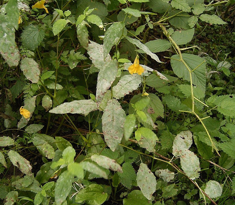 Jewelweed: Impatiens noli-tangere