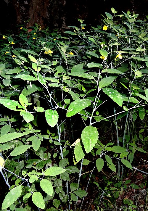 Jewelweed: Großes Springkraut, Impatiens noli tangere , Balsaminaceae, Deutschland, Bayern, Oberfranken, Lichtenberg, Höllental Foto: U. Schmidt, VIII.2011 [2012?]