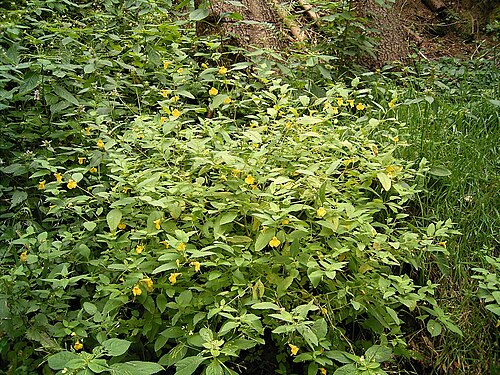 Jewelweed: Impatiens noli-tangere